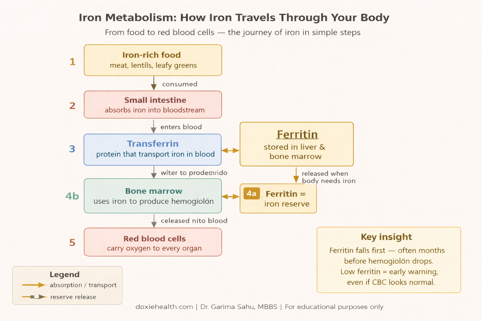 Iron metabolism diagram showing how iron travels from food to red blood cells