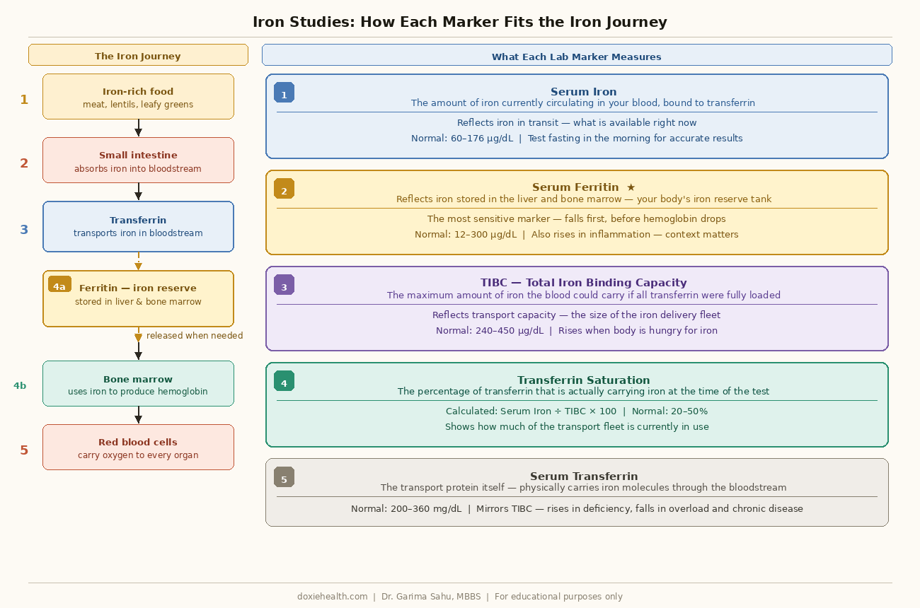 Iron studies diagram showing serum iron, ferritin, TIBC, transferrin saturation, and transferrin across the iron metabolism pathway.