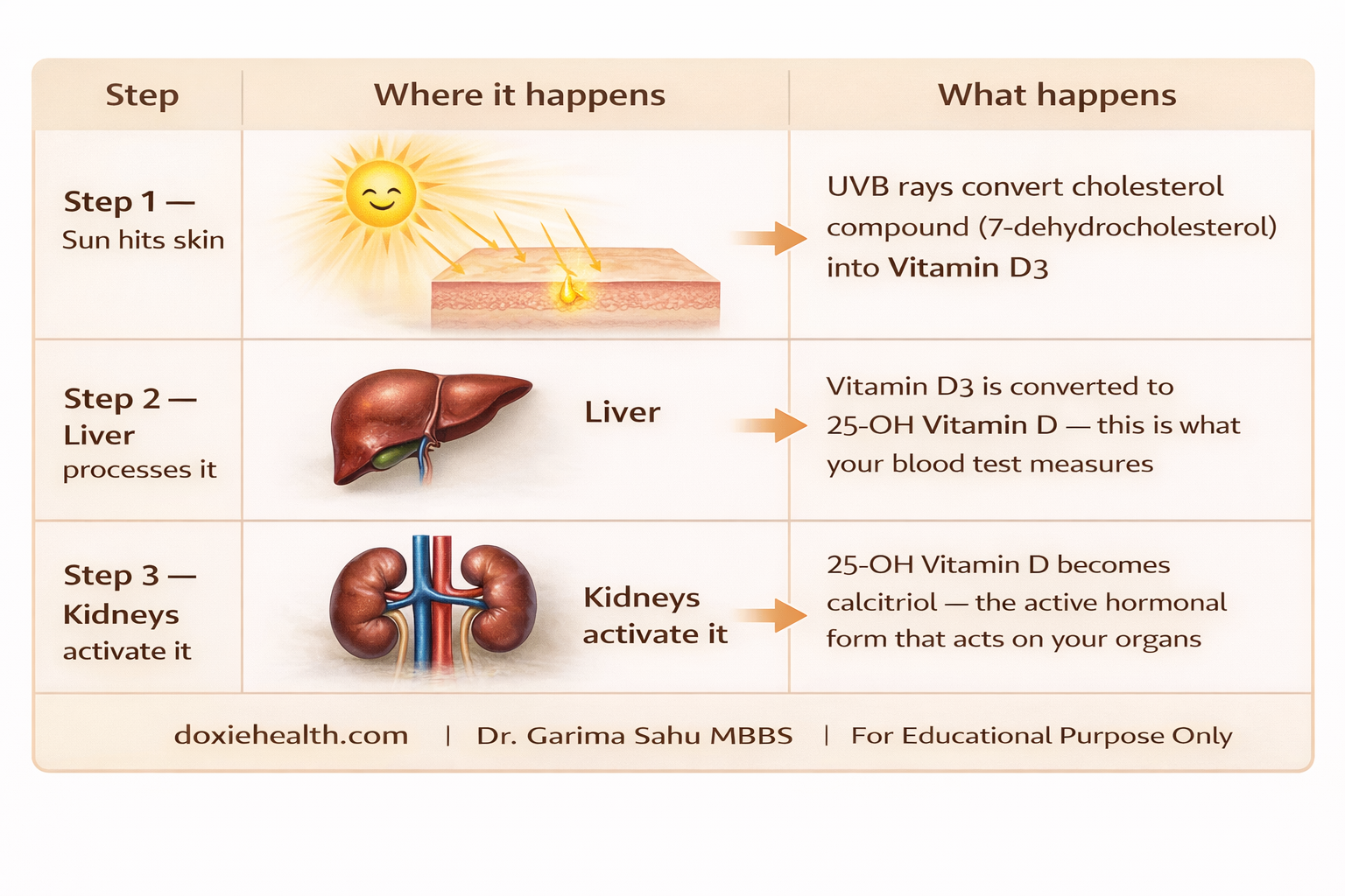 Infographic showing how vitamin D is produced in the body: sun exposure on skin, liver conversion to 25-OH vitamin D, and kidney activation to calcitriol.