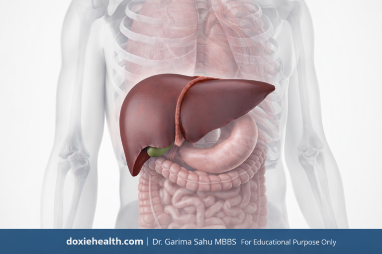 Anatomical illustration showing the human liver positioned in the upper abdomen inside a transparent human torso.