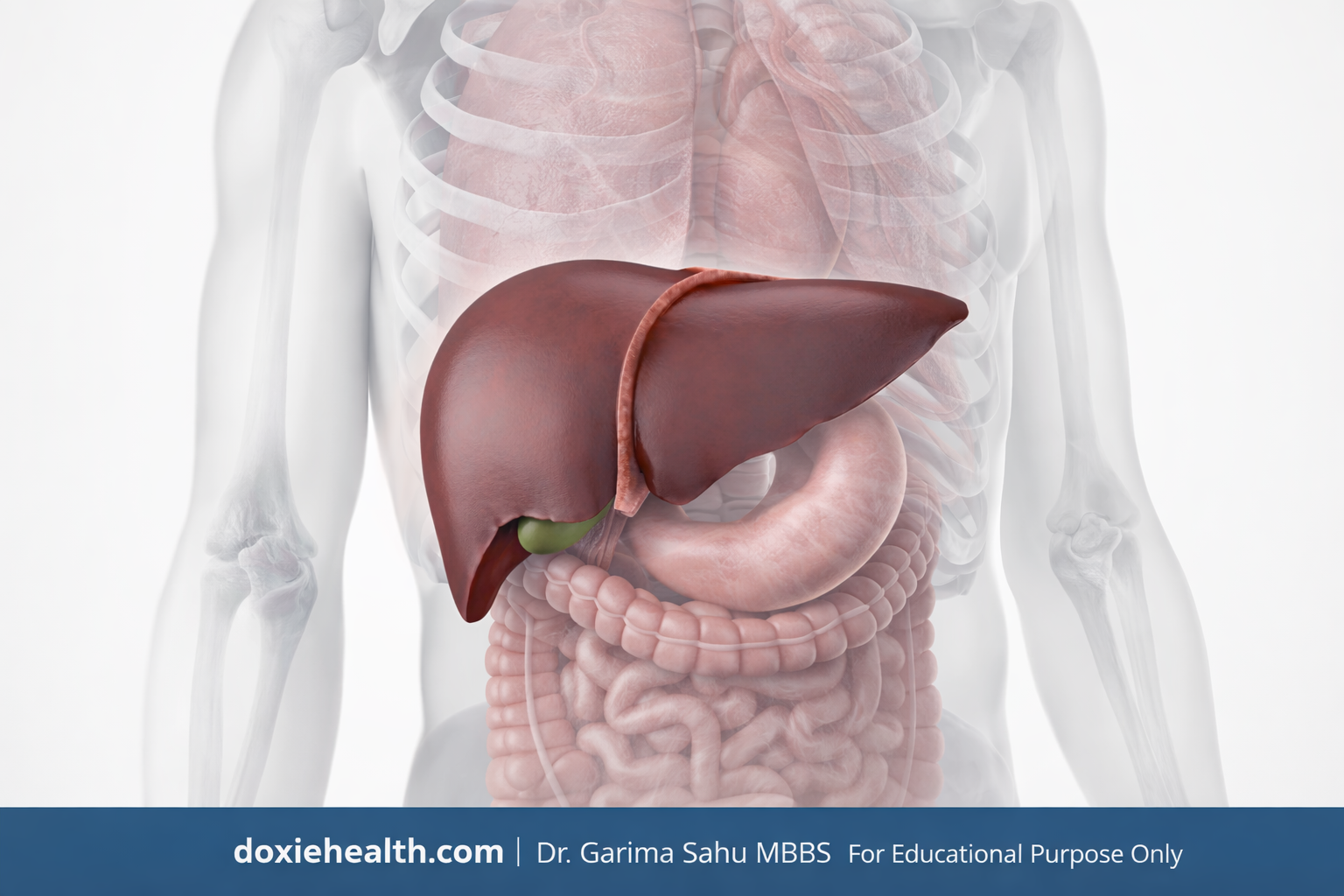 Liver Function Test (LFT): Purpose & Results