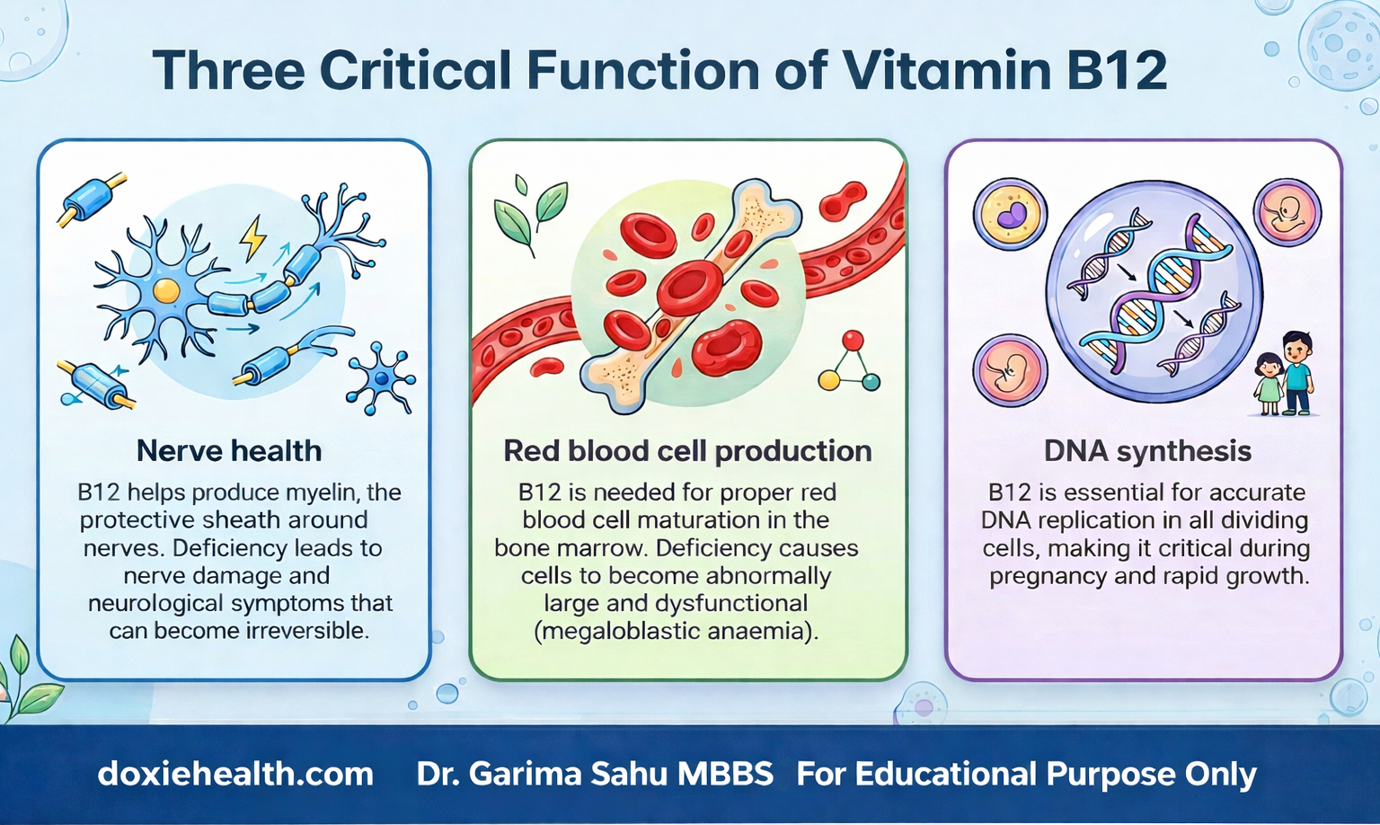 An infographic titled “Three Critical Function of Vitamin B12” showing three panels for nerve health, red blood cell production, and DNA synthesis.