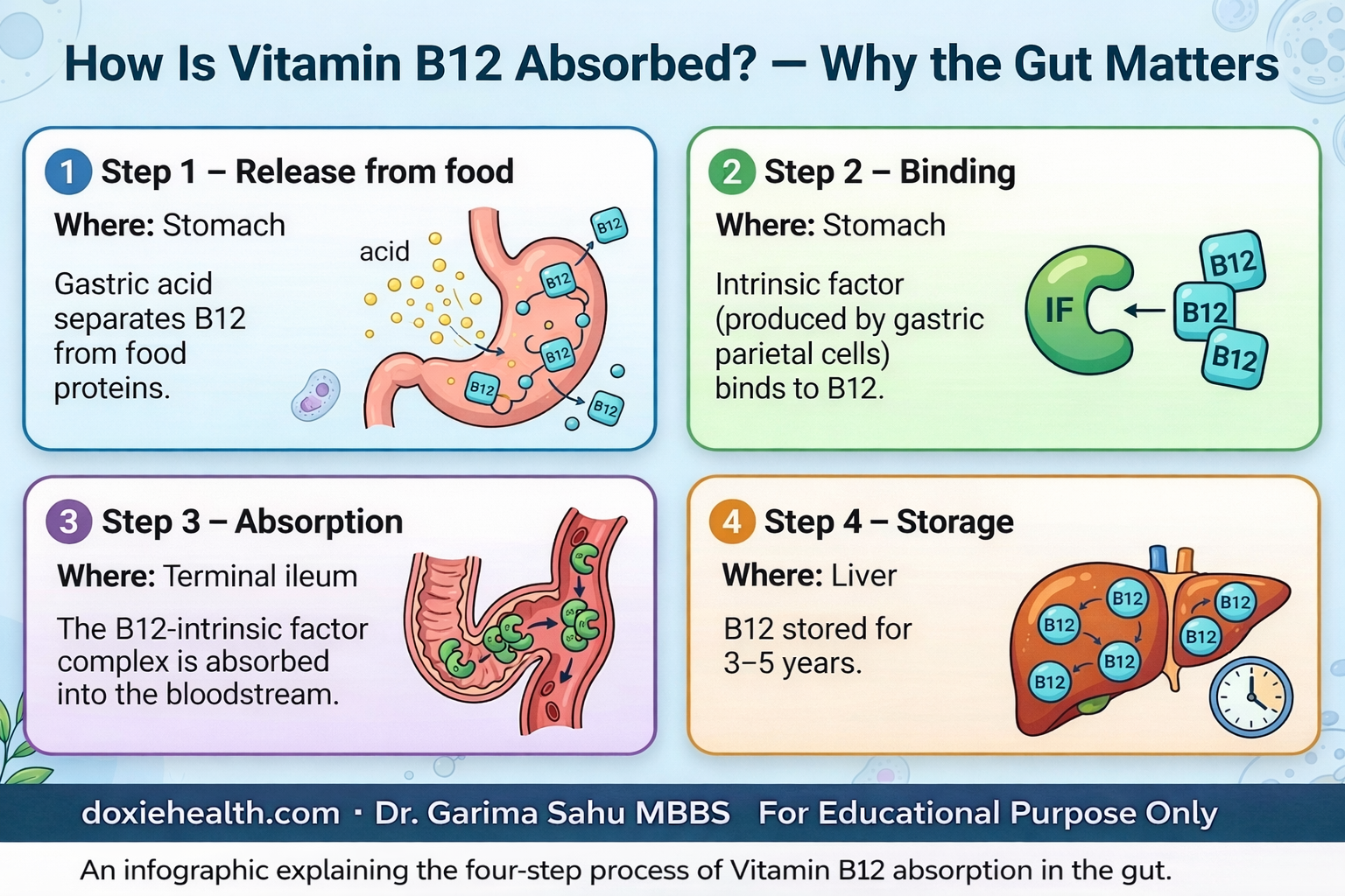 Infographic explaining the four steps of vitamin B12 absorption in the gut: release from food in the stomach, binding with intrinsic factor, absorption in the terminal ileum, and storage in the liver.
